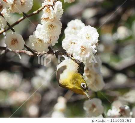 梅とメジロ 111058363