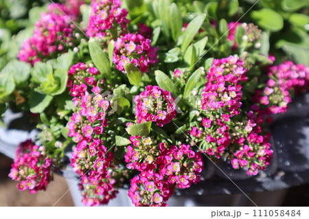 かわいい小花のピンク色アリッサム 111058484