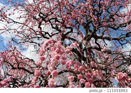 春を告げる梅の花青空に映えて 111058863