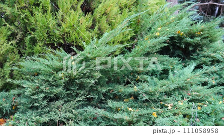 juniper bush in a botanical garden or arboretum in autumn, needle-shaped fragrant branches strewn with yellow fallen leaves, coniferous evergreen shrub of the cypress family juniper bush in a botanical garden or arboretum in autumn, needle-shaped fragrant branches strewn with yellow fallen leaves, coniferous evergreen shrub of the cypress family 111058958