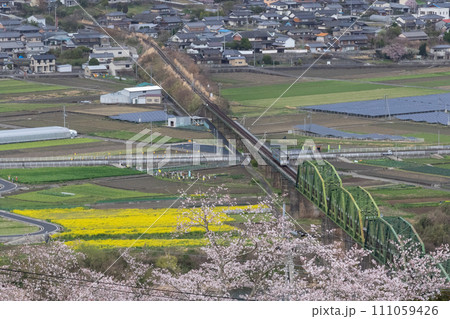 菜の花が咲く田園の中を走るローカル線と満開の桜 111059426