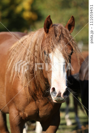 Amazing western horse on the pasturage Amazing western horse on the pasturage 111059451