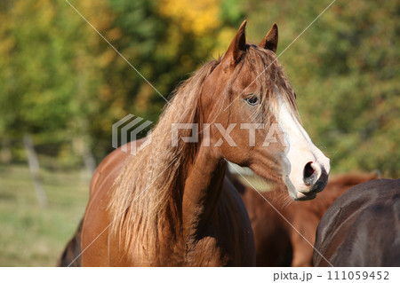Amazing western horse on the pasturage Amazing western horse on the pasturage 111059452