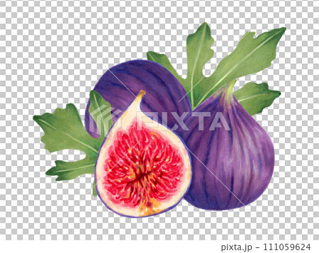 Fruit composition of figs with leaves.Botanical illustration with watercolor and marker.Hand drawn isolated clipart.Vegetable picture for food packaging, juice, menu. Sketch of tropical berries. 111059624