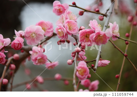 春の香りをふりまくように笑顔の花びら 春の香りをふりまくように笑顔の花びら 111059744