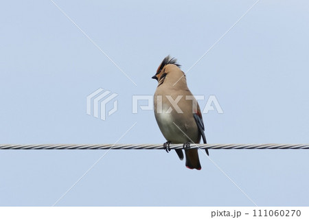 ヒレンジャク　渡りの途中で住宅街に現れた 111060270