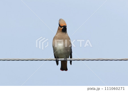 ヒレンジャク 渡りの途中で住宅街に現れた ヒレンジャク 渡りの途中で住宅街に現れた 111060271