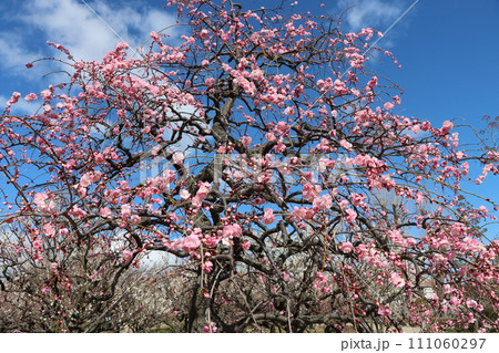青空にちりばめたようなピンク色の梅の花 青空にちりばめたようなピンク色の梅の花 111060297