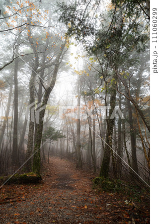 霧と晩秋の森 111060299