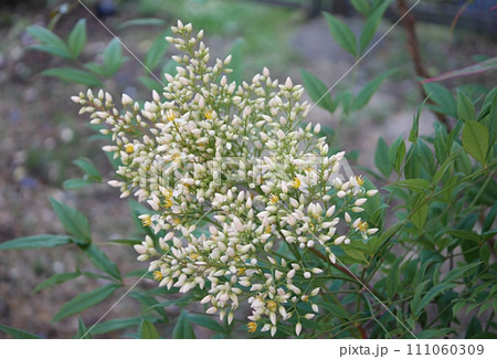 南天の花20220602 南天の花20220602 111060309