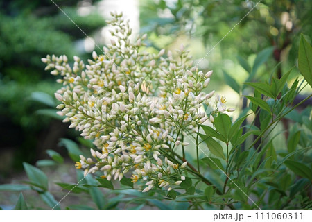 南天の花20220603 南天の花20220603 111060311