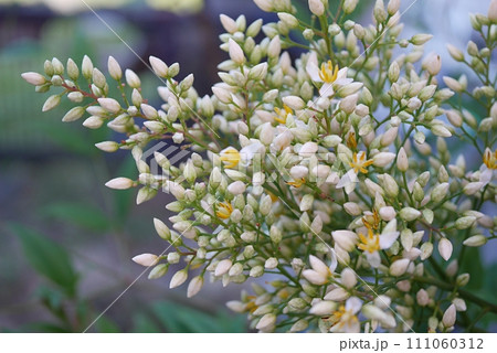 南天の花20220604 111060312