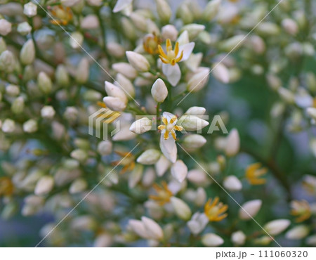 南天の花20220608 南天の花20220608 111060320