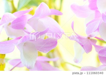 デンドロビウム ピンク色の花 クローズアップ ハマナレイク デンドロビウム ピンク色の花 クローズアップ ハマナレイク 111060340