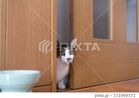 ドアの隙間から覗きこむ猫 キジトラ猫 ドアの隙間から覗きこむ猫 キジトラ猫 111060372