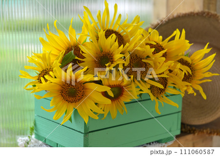 Beautiful still life with sunflowers in the garden. Romantic greeting card for birthday, Valentines, Mothers Day concept. Summer countryside background with vintage objects Beautiful still life with sunflowers in the garden. Romantic greeting card for birthday, Valentines, Mothers Day concept. Summer countryside background with vintage objects 111060587
