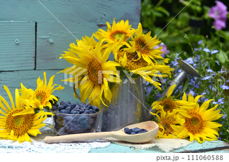 Beautiful still life with sunflowers and blue berry in the garden. Romantic greeting card for birthday, Valentines, Mothers Day concept. Summer countryside background with vintage objects Beautiful still life with sunflowers and blue berry in the garden. Romantic greeting card for birthday, Valentines, Mothers Day concept. Summer countryside background with vintage objects 111060588