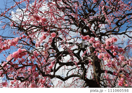 春を告げる梅の花青空に映えてー五 111060598