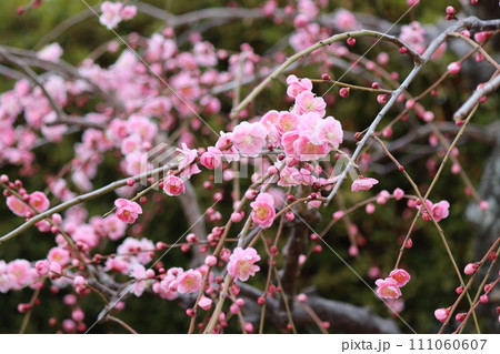 春の香りをふりまくように笑顔の花びらー弐 春の香りをふりまくように笑顔の花びらー弐 111060607