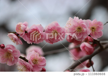 春の香りをふりまくように笑顔の花びらー参 春の香りをふりまくように笑顔の花びらー参 111060608