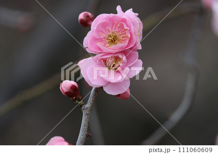 春の香りをふりまくように笑顔の花びらー四 111060609