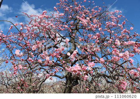 青空にちりばめたようなピンク色の梅の花ー壱 青空にちりばめたようなピンク色の梅の花ー壱 111060620