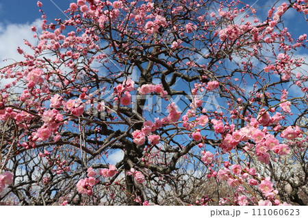 青空にちりばめたようなピンク色の梅の花ー四 青空にちりばめたようなピンク色の梅の花ー四 111060623