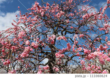 青空にちりばめたようなピンク色の梅の花ー五 111060624
