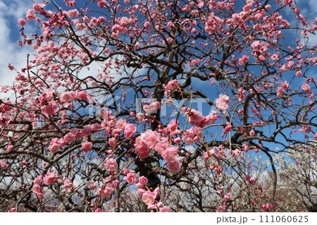 青空にちりばめたようなピンク色の梅の花ー六 111060625
