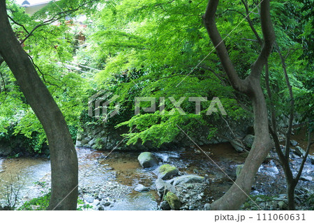 緑の鮮やかな木が生えた清流 緑の鮮やかな木が生えた清流 111060631