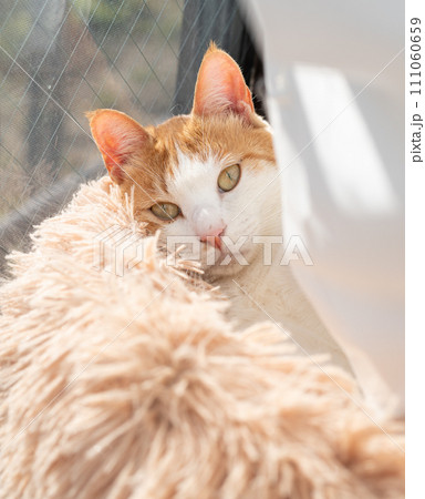 くつろぐ猫 茶トラ白 くつろぐ猫 茶トラ白 111060659