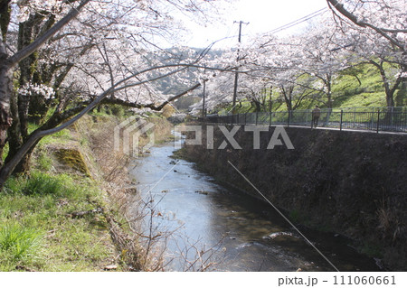 大阪府阪南市山中渓の桜風景 大阪府阪南市山中渓の桜風景 111060661