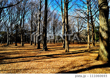 冬の代々木公園　落葉樹　長く伸びる影の風景 111060693