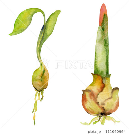 Hand drawn watercolor illustration spring gardening flowers and leaves, nature plant sprout, bulb. Single object isolated on white background. Design print, shop, scrapbooking, packaging, decoupage Hand drawn watercolor illustration spring gardening flowers and leaves, nature plant sprout, bulb. Single object isolated on white background. Design print, shop, scrapbooking, packaging, decoupage 111060964