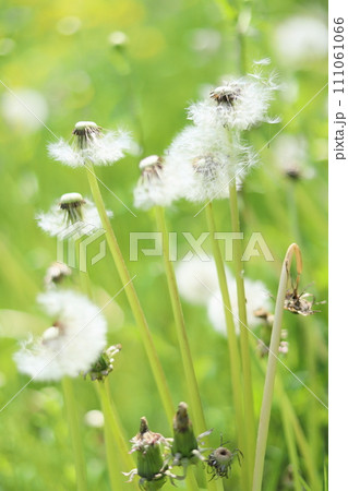 たんぽぽの綿毛 111061066