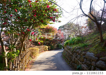 山茶花とロウバイが迎える散歩道 111061153