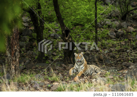 wild female bengal tiger or panthera tigris face expression and eye contact in natural scenic green isolated black background morning safari at ranthambore national park forest reserve rajasthan india 111061685