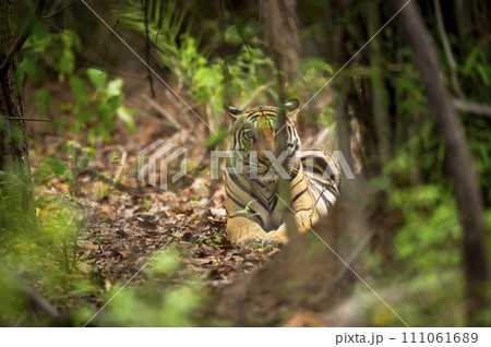 wild male bengal tiger or panthera tigris shy in nature camouflage with eye contact trying to hide behind bushes and trees in safari at bandhavgarh national park forest reserve madhya pradesh india 111061689