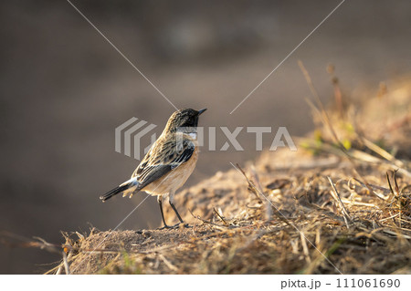 European stonechat or Saxicola rubicola bird closeup or portrait in winter sunlight during safari at forest of central india 111061690