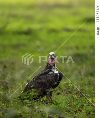 red headed vulture or sarcogyps calvus or Asian king or Indian black vulture in natural scenic green background during season safari at Bandhavgarh National Park tiger Reserve Madhya pradesh india red headed vulture or sarcogyps calvus or Asian king or Indian black vulture in natural scenic green background during season safari at Bandhavgarh National Park tiger Reserve Madhya pradesh india 111061691