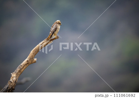 White eyed buzzard or Butastur teesa bird closeup perched on branch in natural green background during winter migration and safari at national park tiger reserve of central forest of india asia 111061692