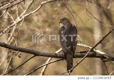 Wild Shikra or Accipiter badius or little banded goshawk male bird of prey closeup perched in natural green background in hot summer season outdoor wildlife safari at forest of india 111061693
