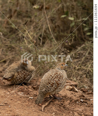 side profile of grey francolin or grey partridge or Francolinus pondicerianus family together on a forest track in winter season safari at Ranthambore national park forest rajasthan india asia side profile of grey francolin or grey partridge or Francolinus pondicerianus family together on a forest track in winter season safari at Ranthambore national park forest rajasthan india asia 111061694