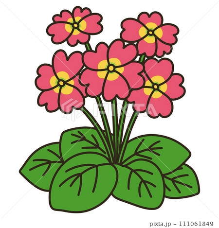 プリムラジュリアン プリムラジュリアン 111061849