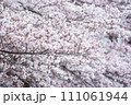 桜 111061944