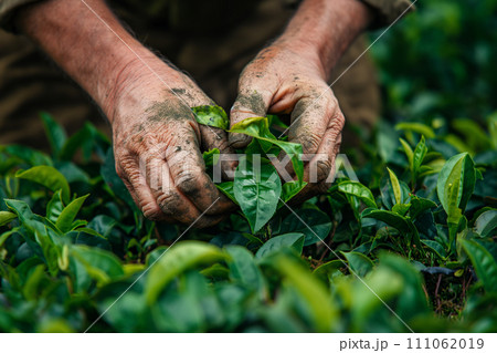 Hands of plantation worker harvesting tea 111062019