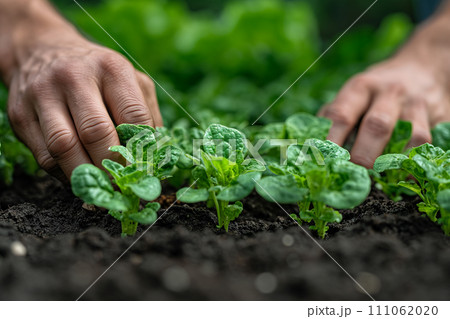 Hands of man planting lettuce seedlings in vegetable garden 111062020