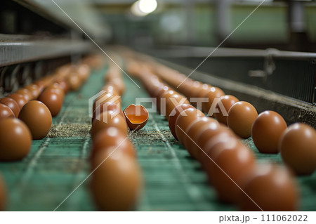 Eggs on machinery at poultry farm 111062022