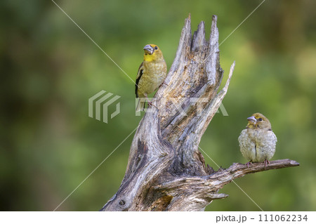 Two juvenile hawfinches (Coccothraustes coccothraustes) on a branch 111062234