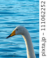 湖の水色の水面を背景にした白鳥の頭のクローズアップ。 111062252